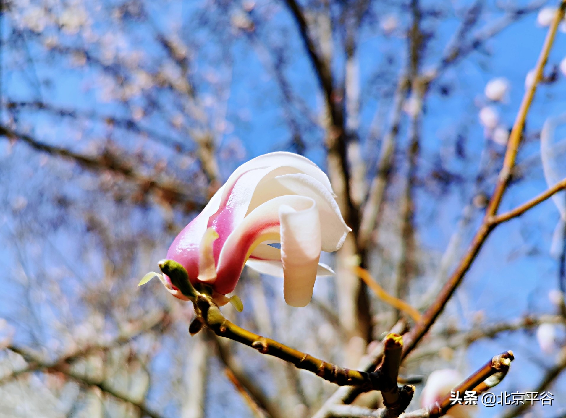 口罩遮住你的脸，却遮不住寻找平谷春天的眼