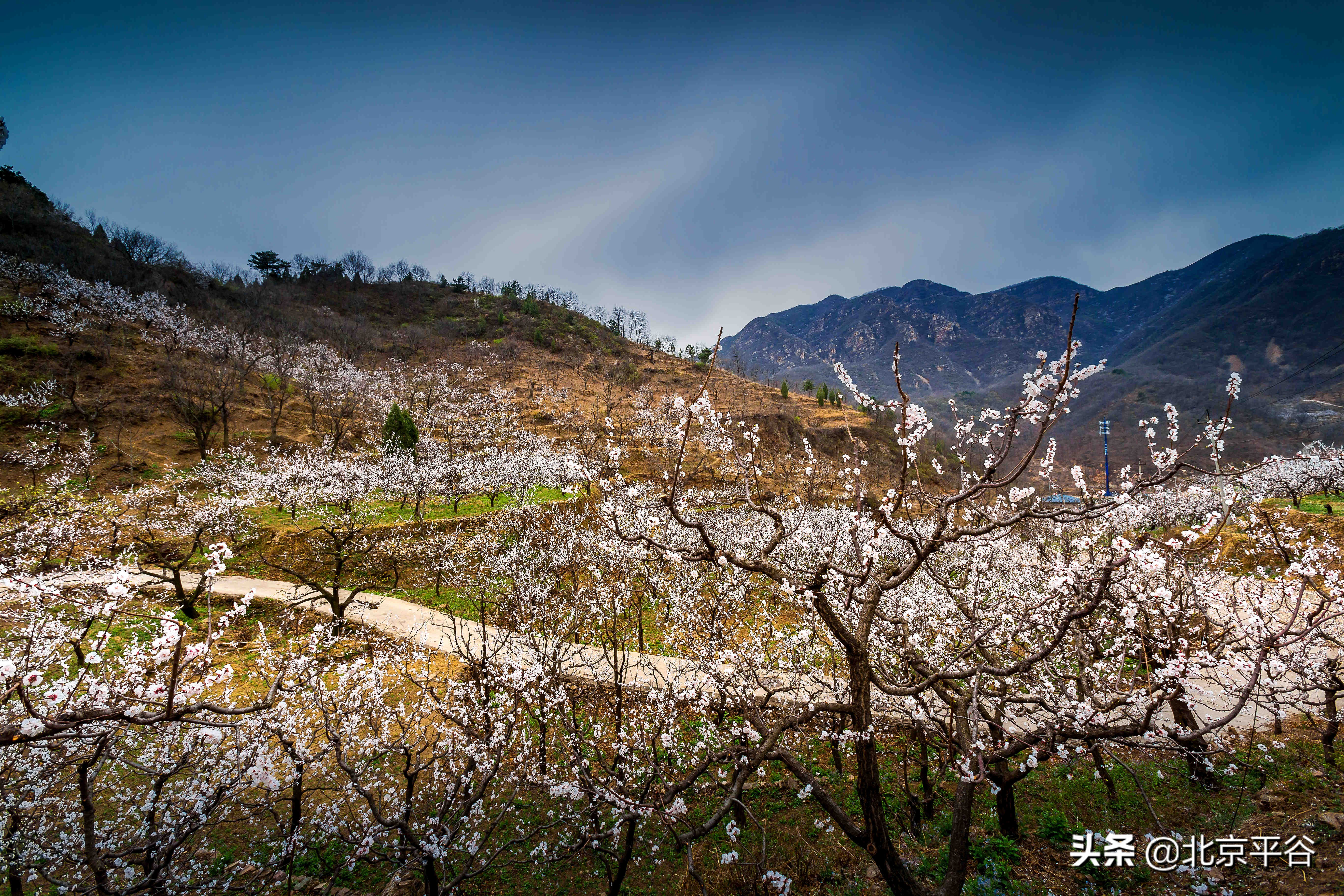 北京平谷 万亩杏花次第开放
