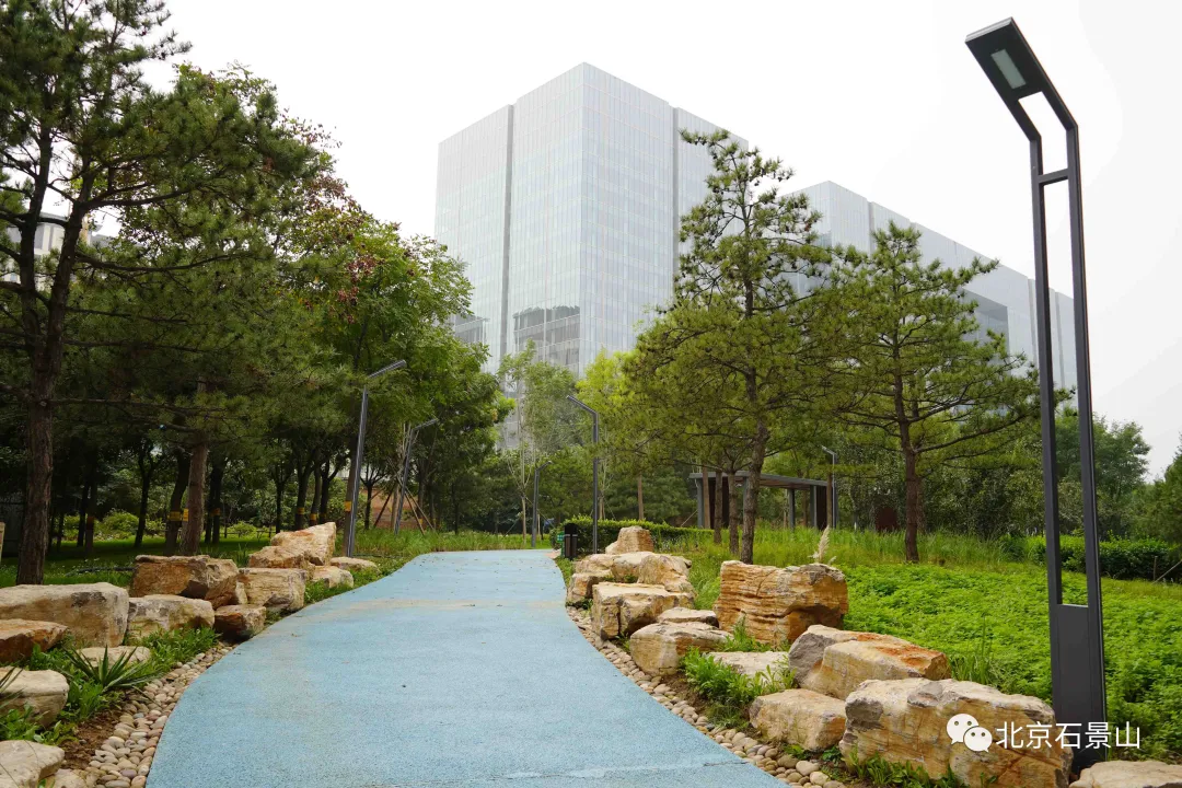 开窗见景、出门见绿！阜石路沿线绿化景观精美亮相！