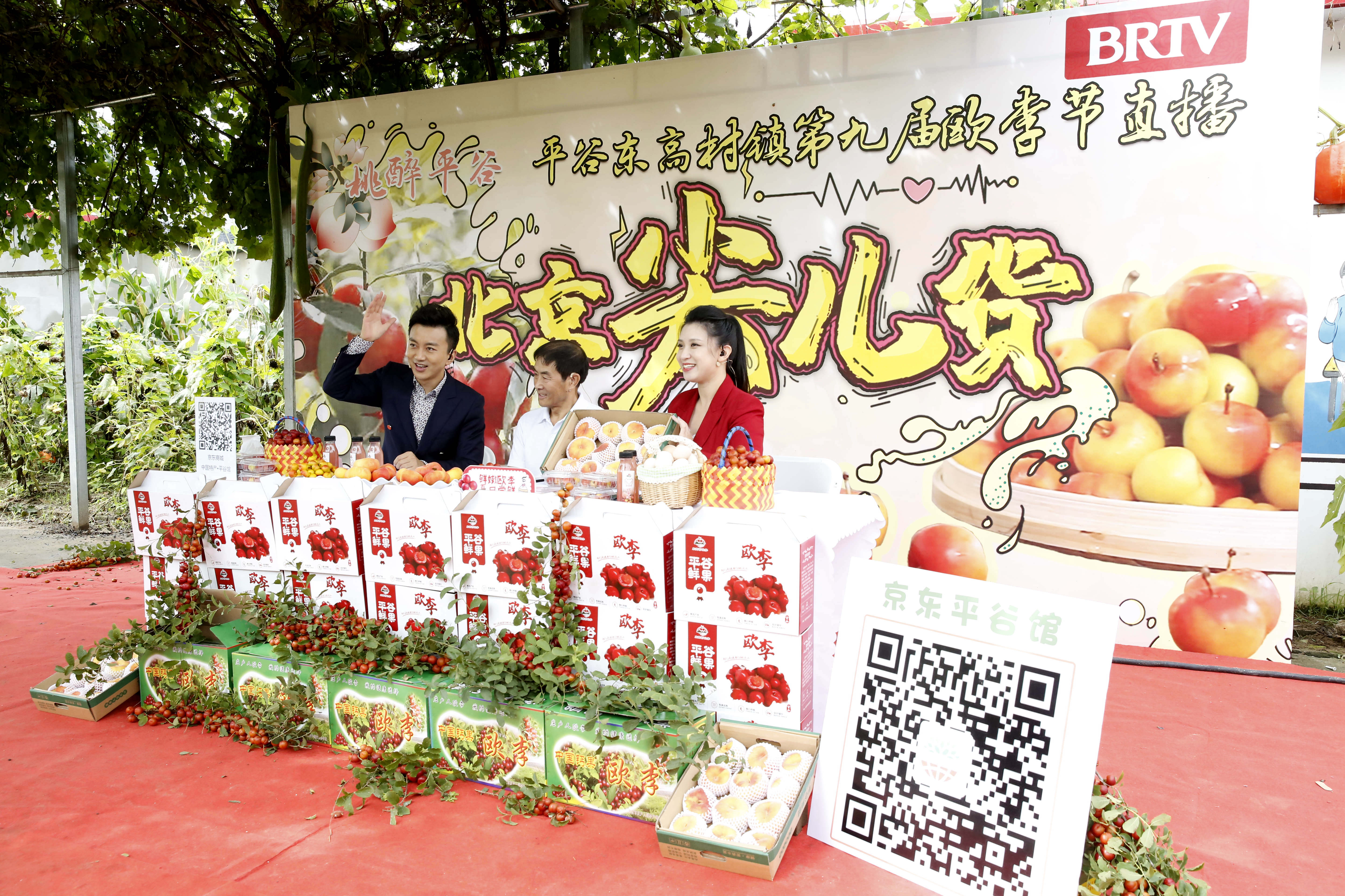 平谷区东高村镇第九届欧李节开幕 高钙欧李采摘正当时