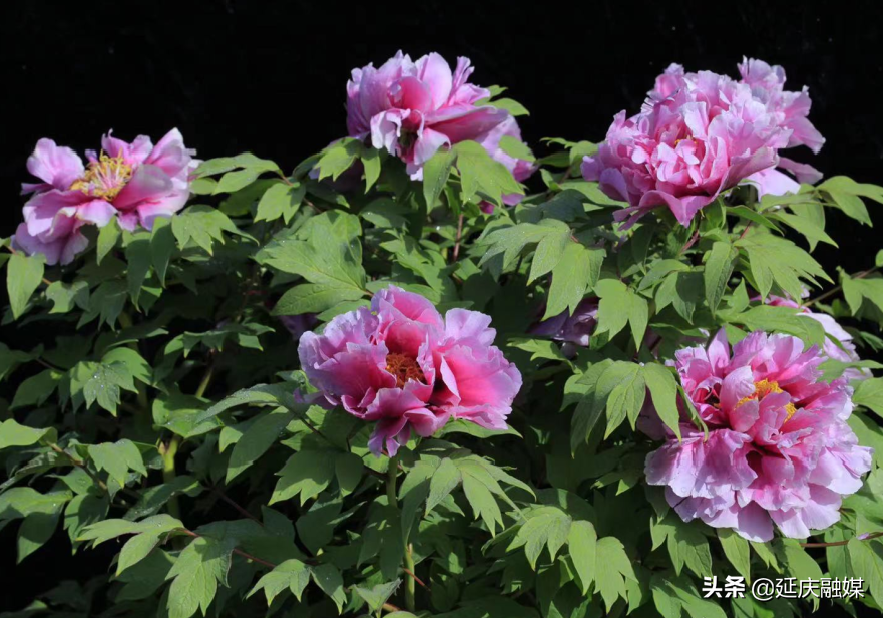 世园会两周年丨延庆区紧抓绿色发展机遇 助推园艺产业发展新动能