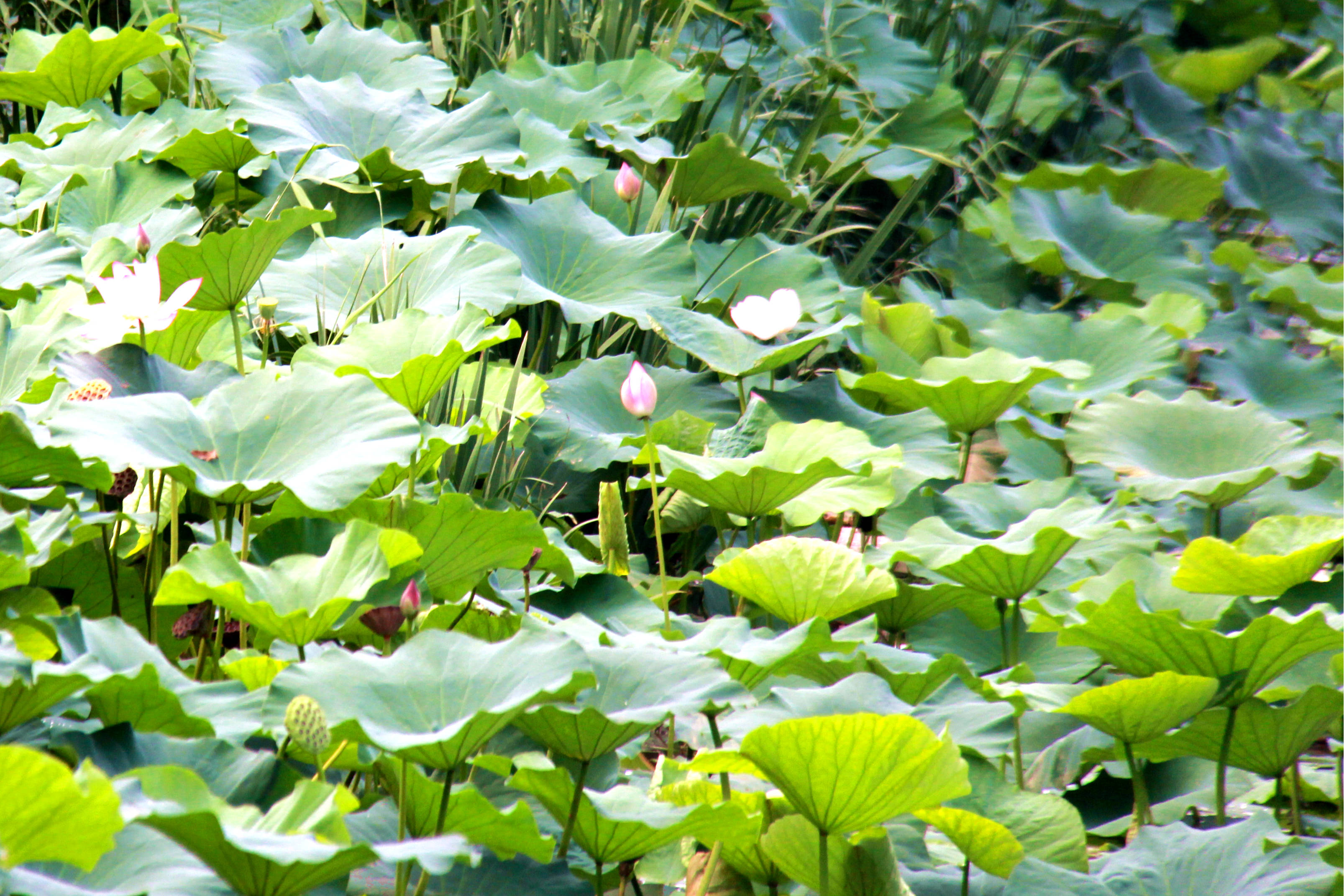 平谷争创“基本无违建区” 乡村面貌换新颜