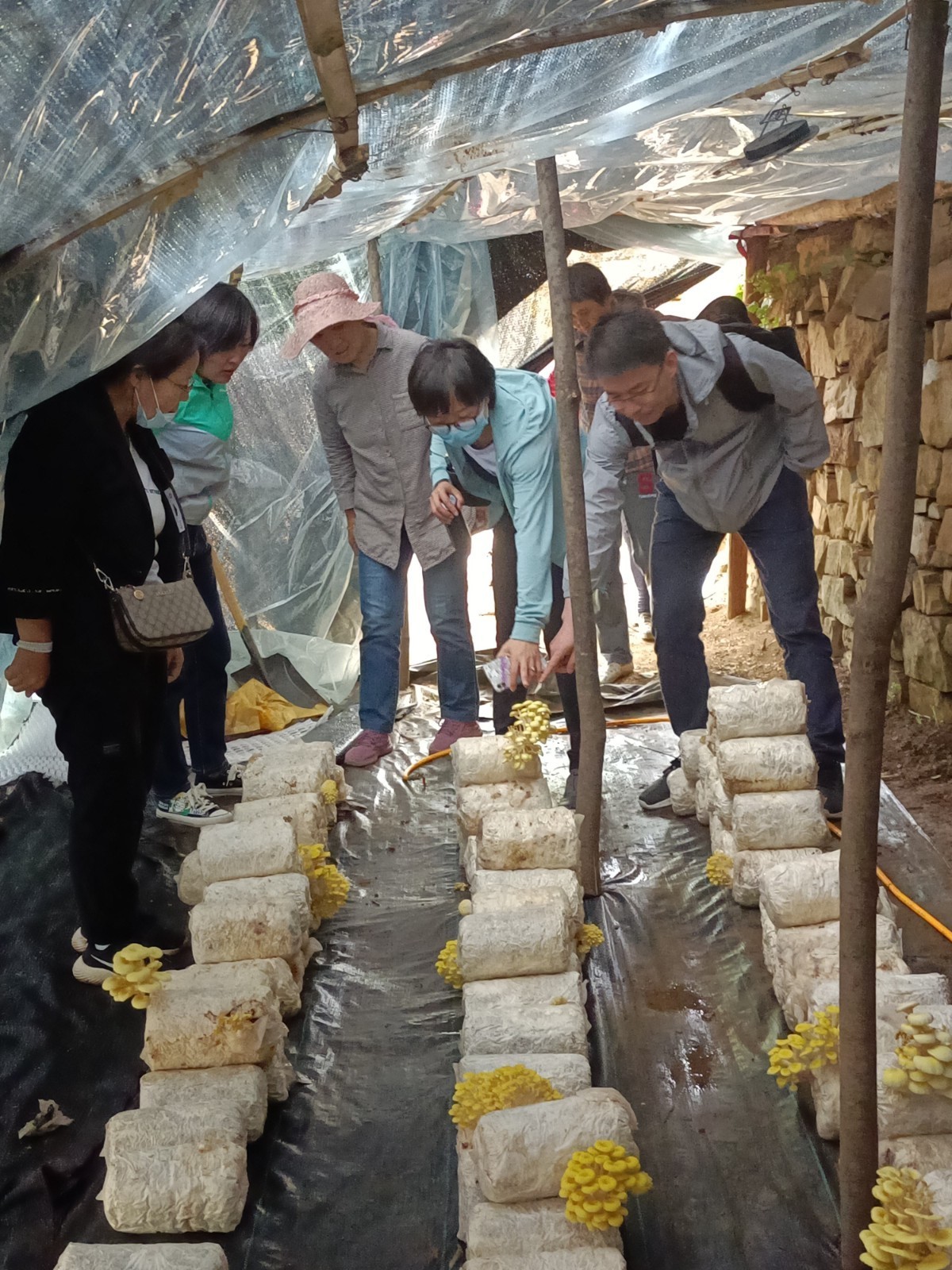 平谷区熊儿寨乡让小蘑菇铺就致富路