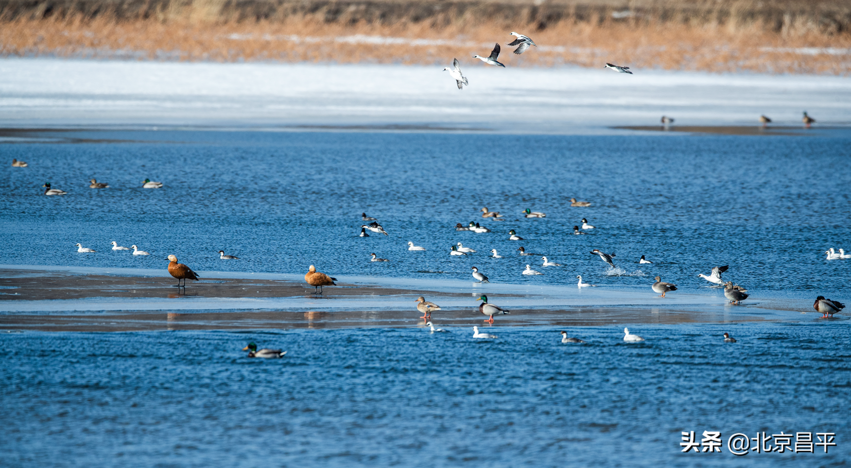 世界野生动植物日丨@昌平人，咱们一起守护珍贵的它！