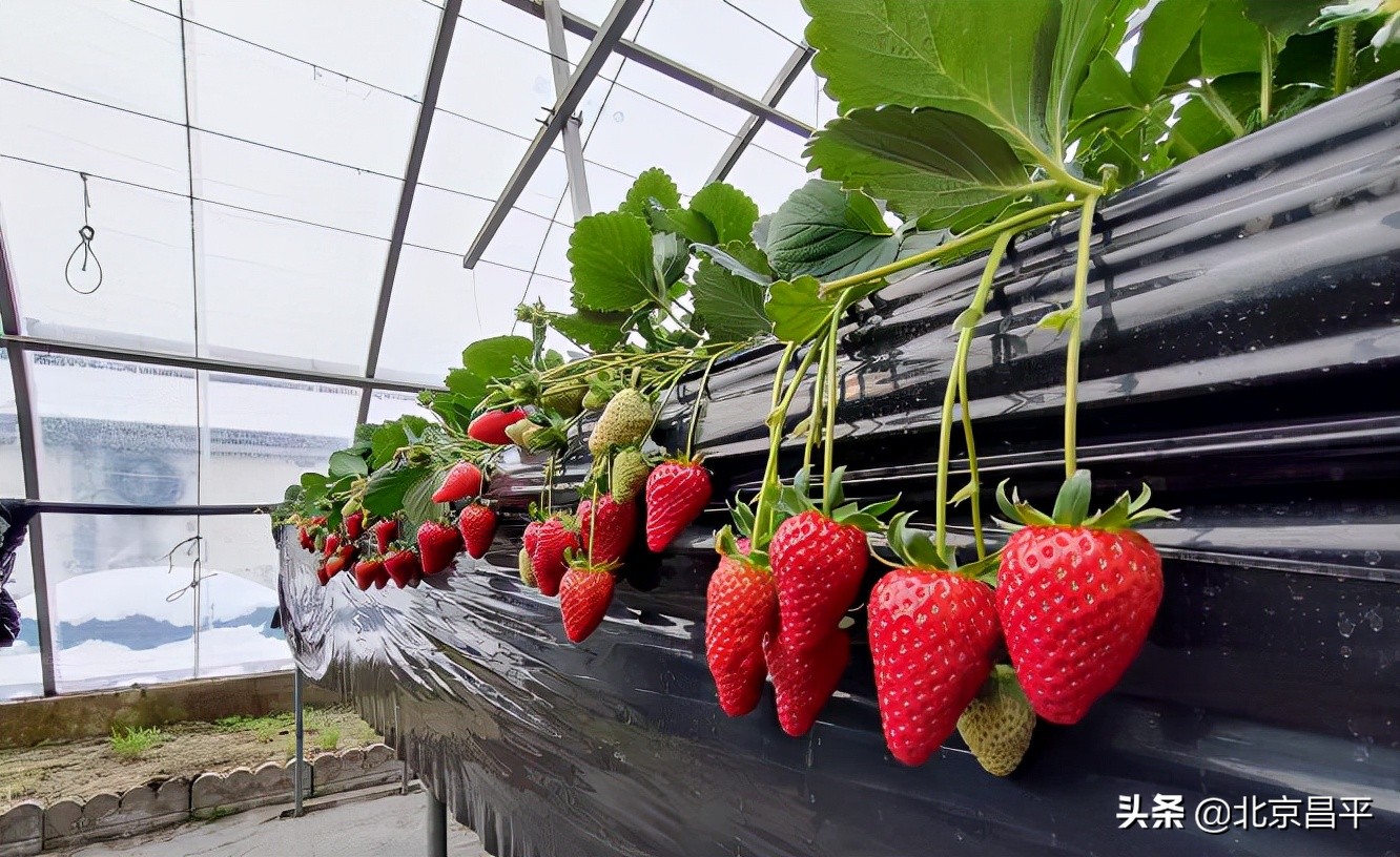 昌平区引进试种86个草莓品种！@昌平人，你心动了“莓”？