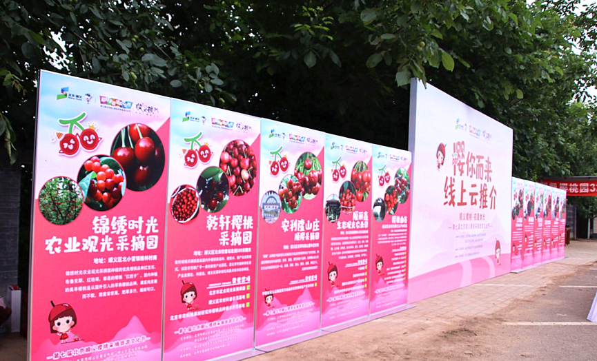 “云”赏好物，“云”上采摘，第七届北京顺义樱桃旅游采摘文化节云推介精彩呈现