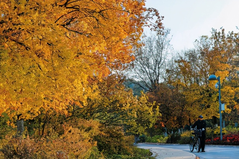 秋韵美景醉朝阳，绚丽多彩惹人爱