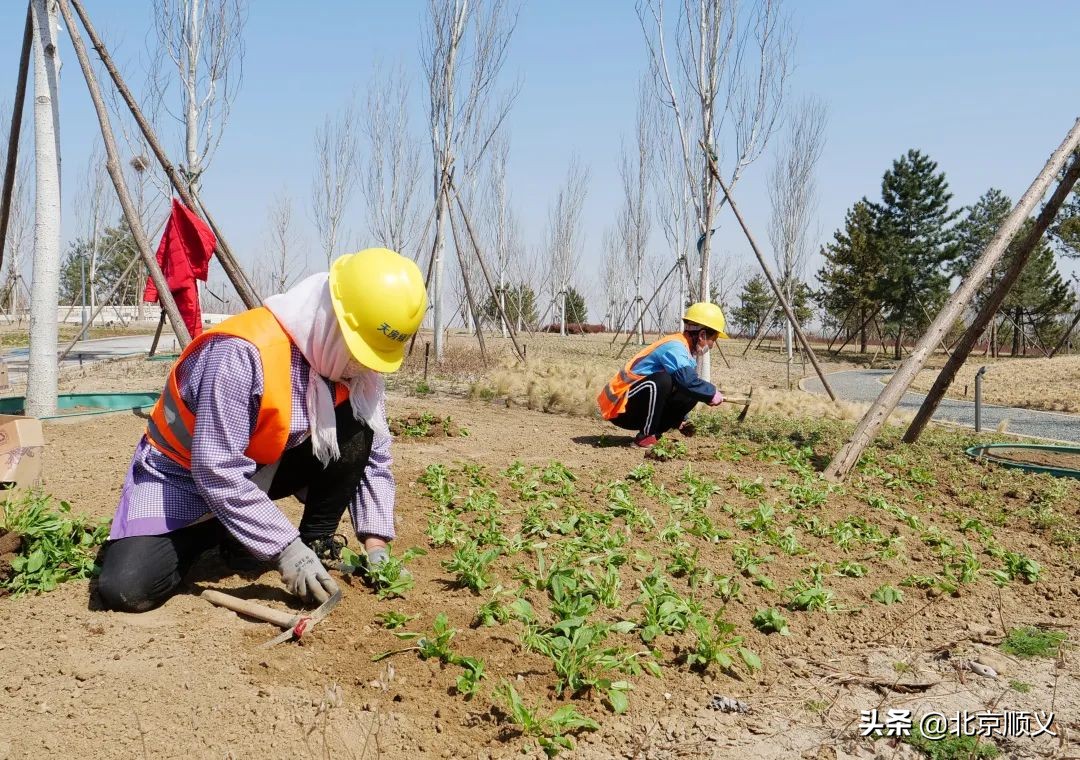 五月迎客！温榆河公园顺义一期即将开园~