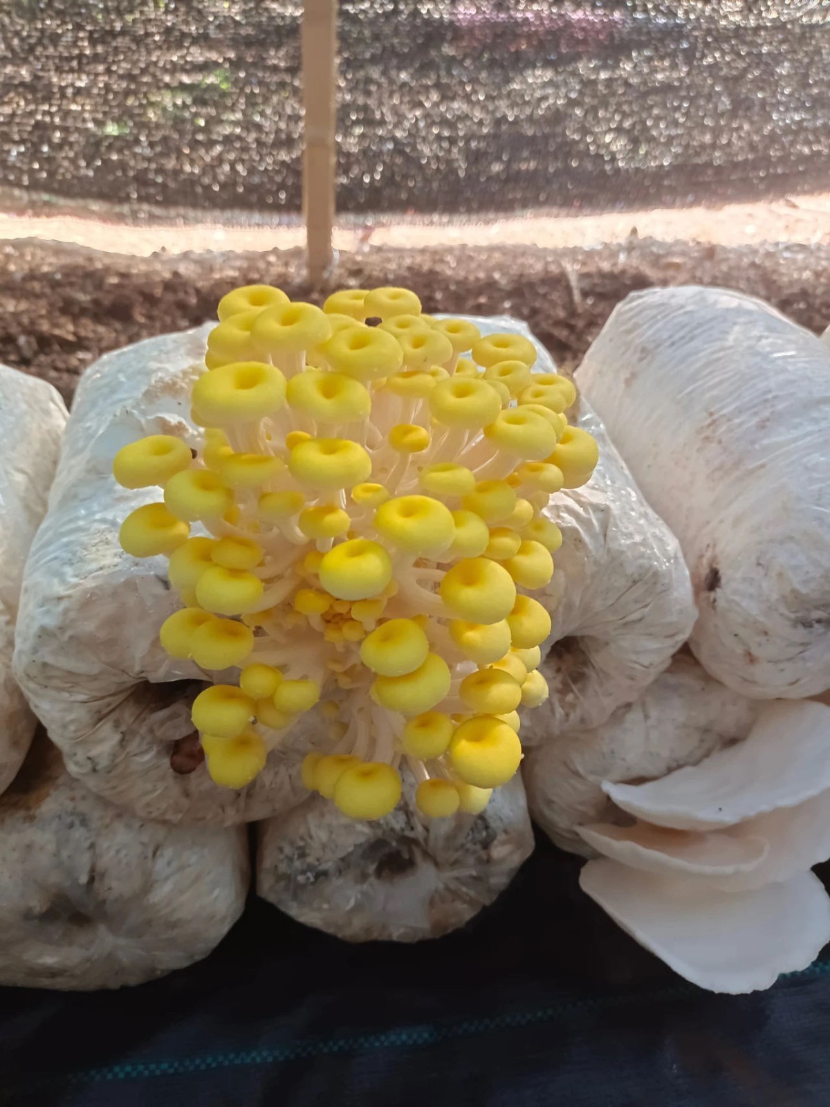 平谷区熊儿寨乡让小蘑菇铺就致富路