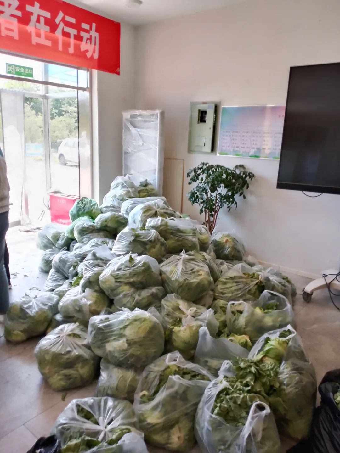 一车家“蔬”抵万金！3500多颗居民自种生菜免费送到社区