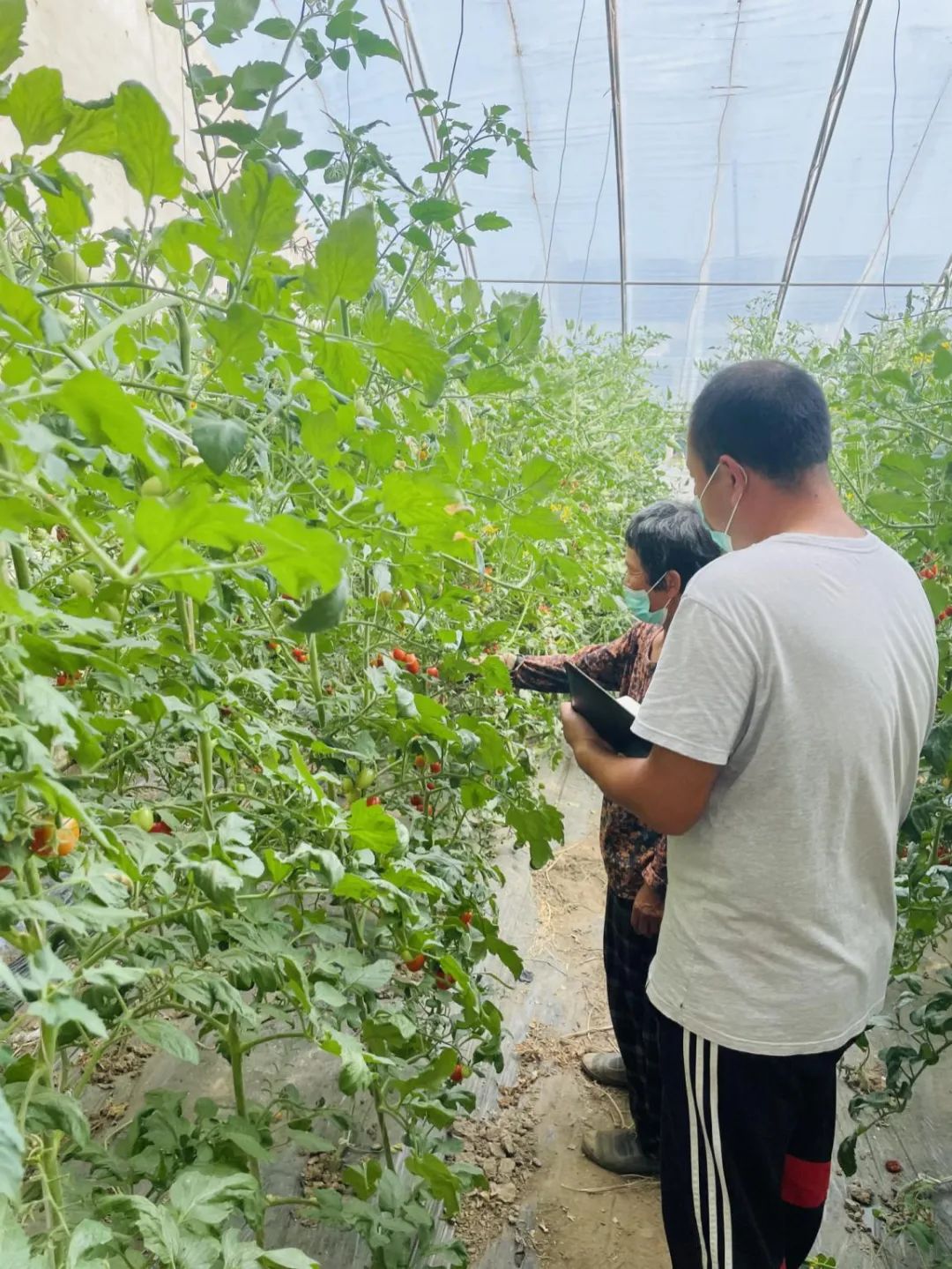 直销！杨镇为果蔬找“路”为百姓解忧