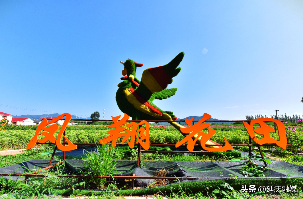 万万没想到！延庆的花海如此锦绣斑斓，简直美醉~