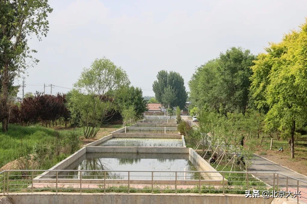 杂草荒地“变身”生态湿地，大兴这里焕然一新——