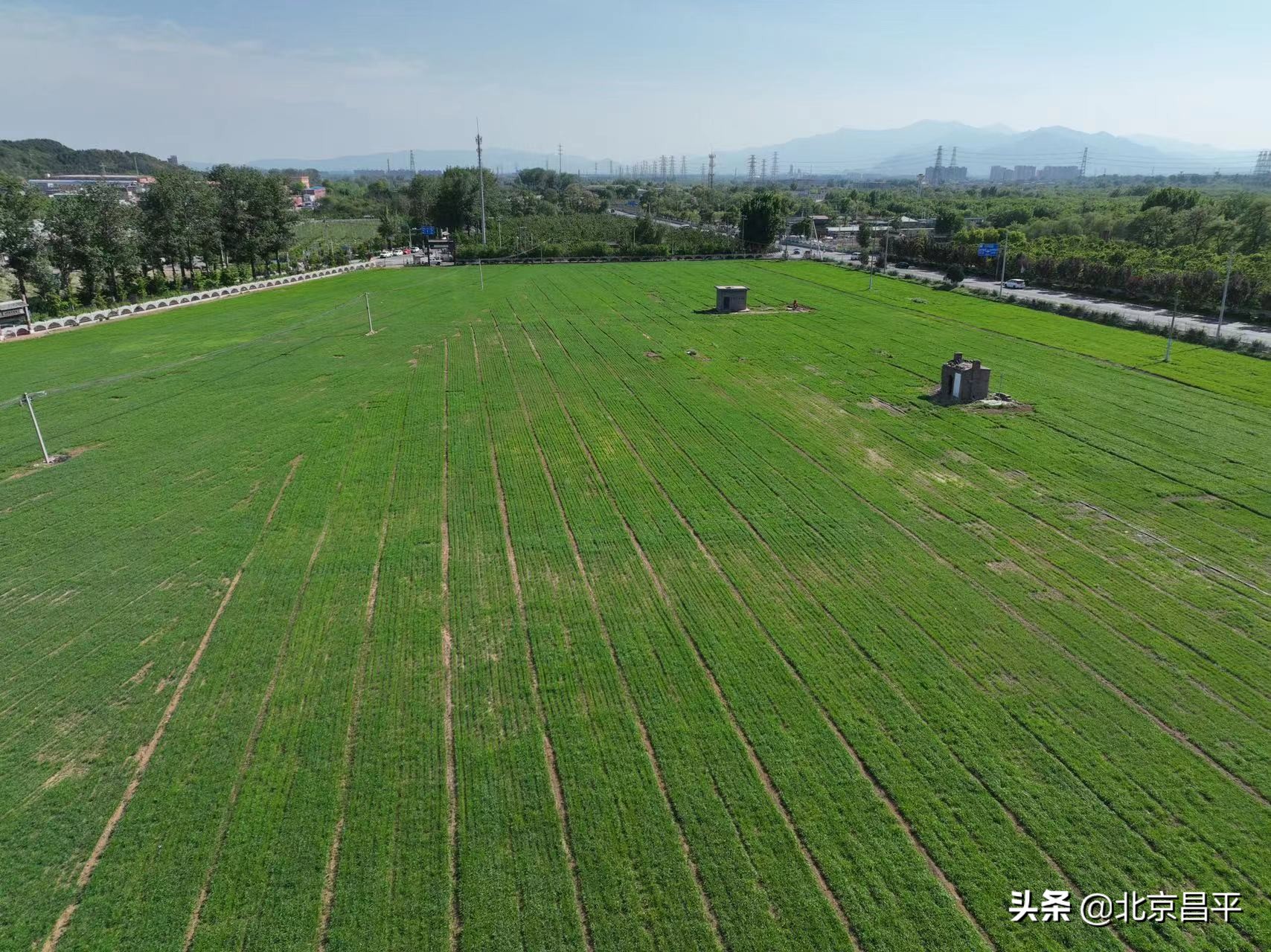 昌平区十三陵镇复耕复垦，让“良田”回归“粮田”