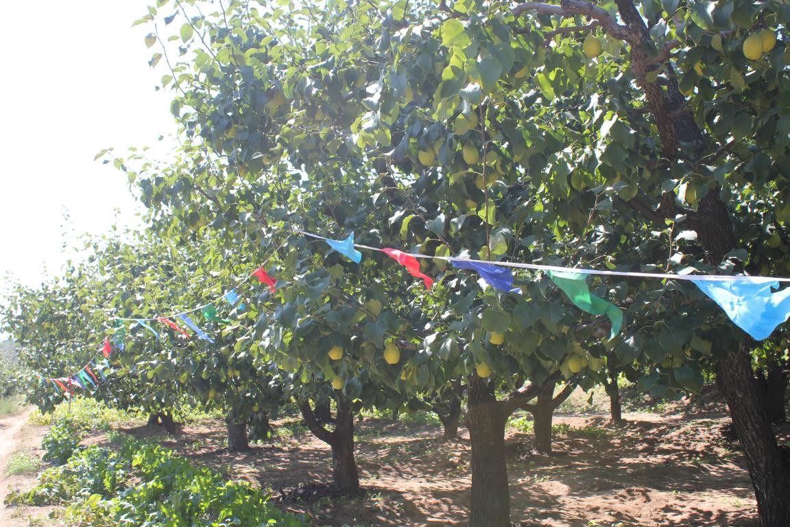 千年古镇不老屯 万亩贡梨喜丰收