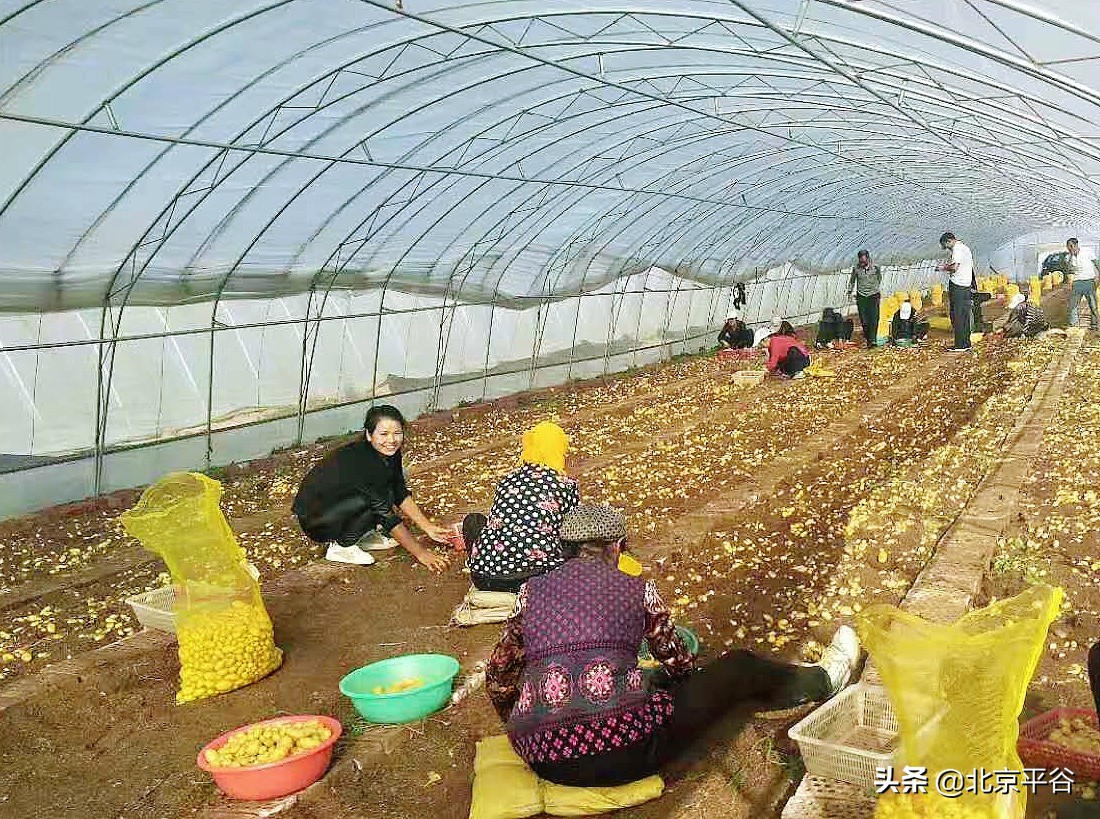 精准扶贫 平谷携手商都让“土豆”变“金豆”