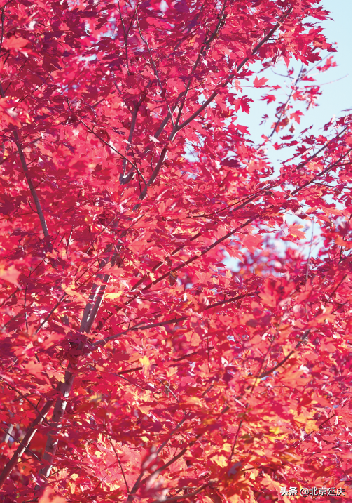 秋叶随风摇 世园秋韵美如画