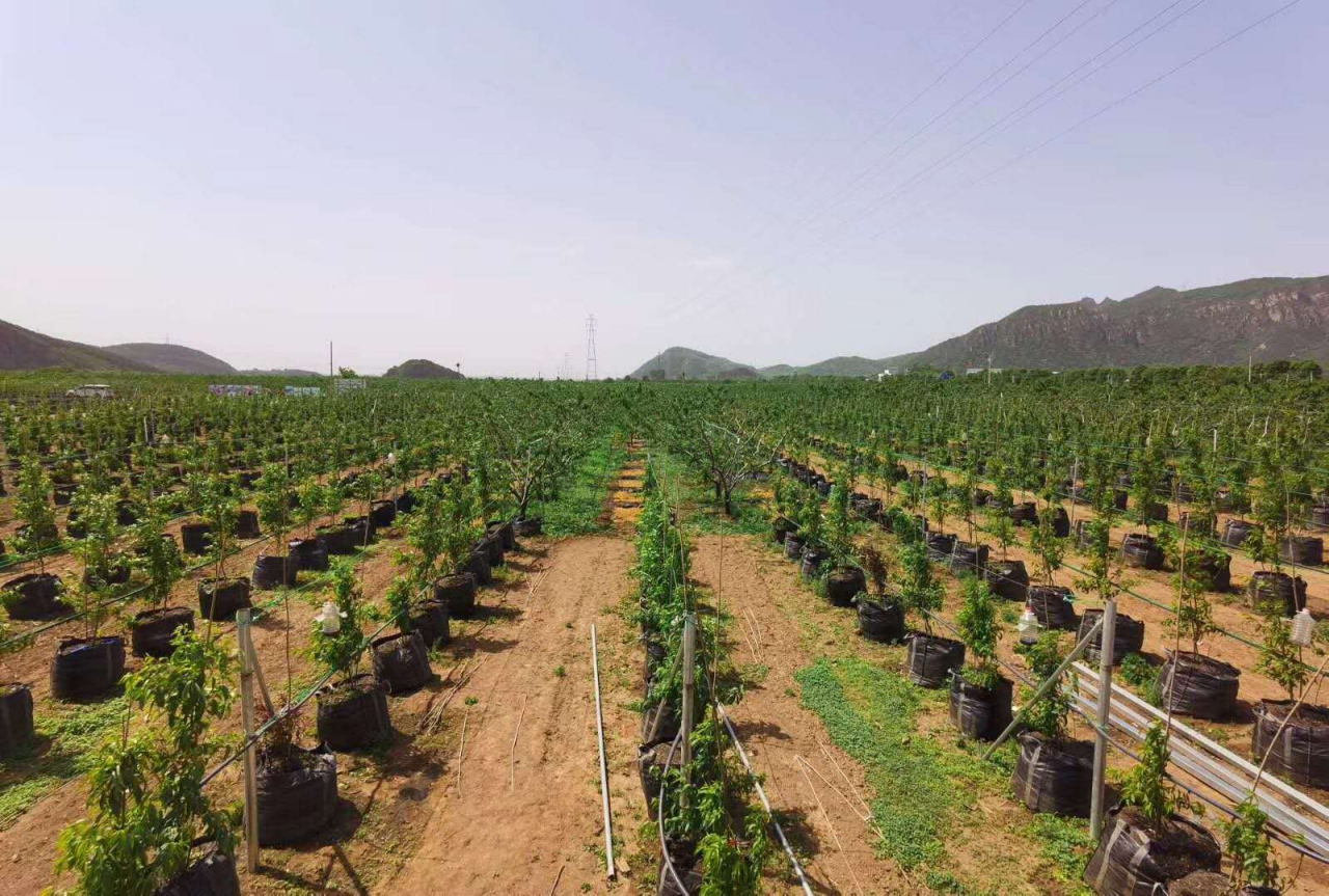 平谷区扎实推进土壤污染防治