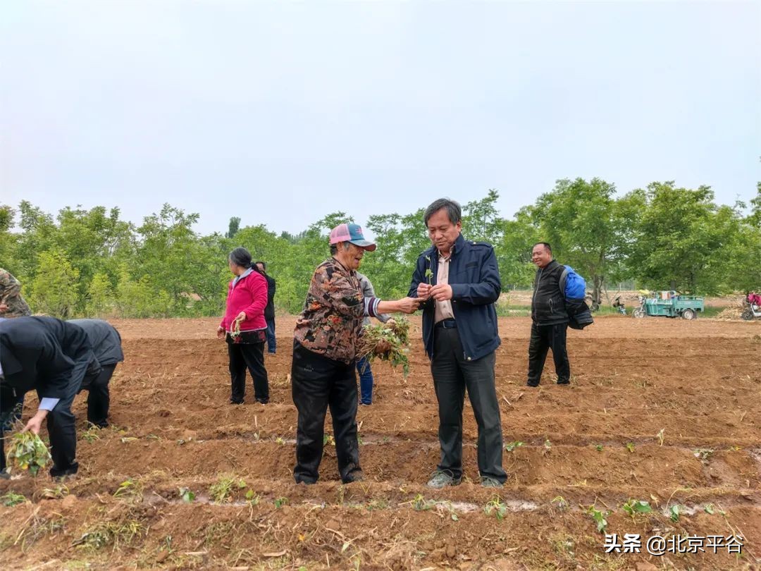 平谷区金海湖镇党建引领聚合力 复耕复种添动力