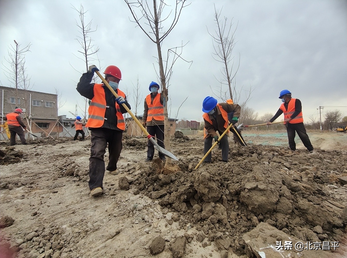 预计全年完成44亩！北京昌平小汤山这项工程全面启动