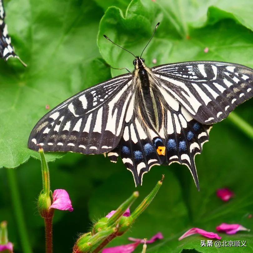 2022年北京郁金香文化节开幕，顺义融媒带您抢先看！