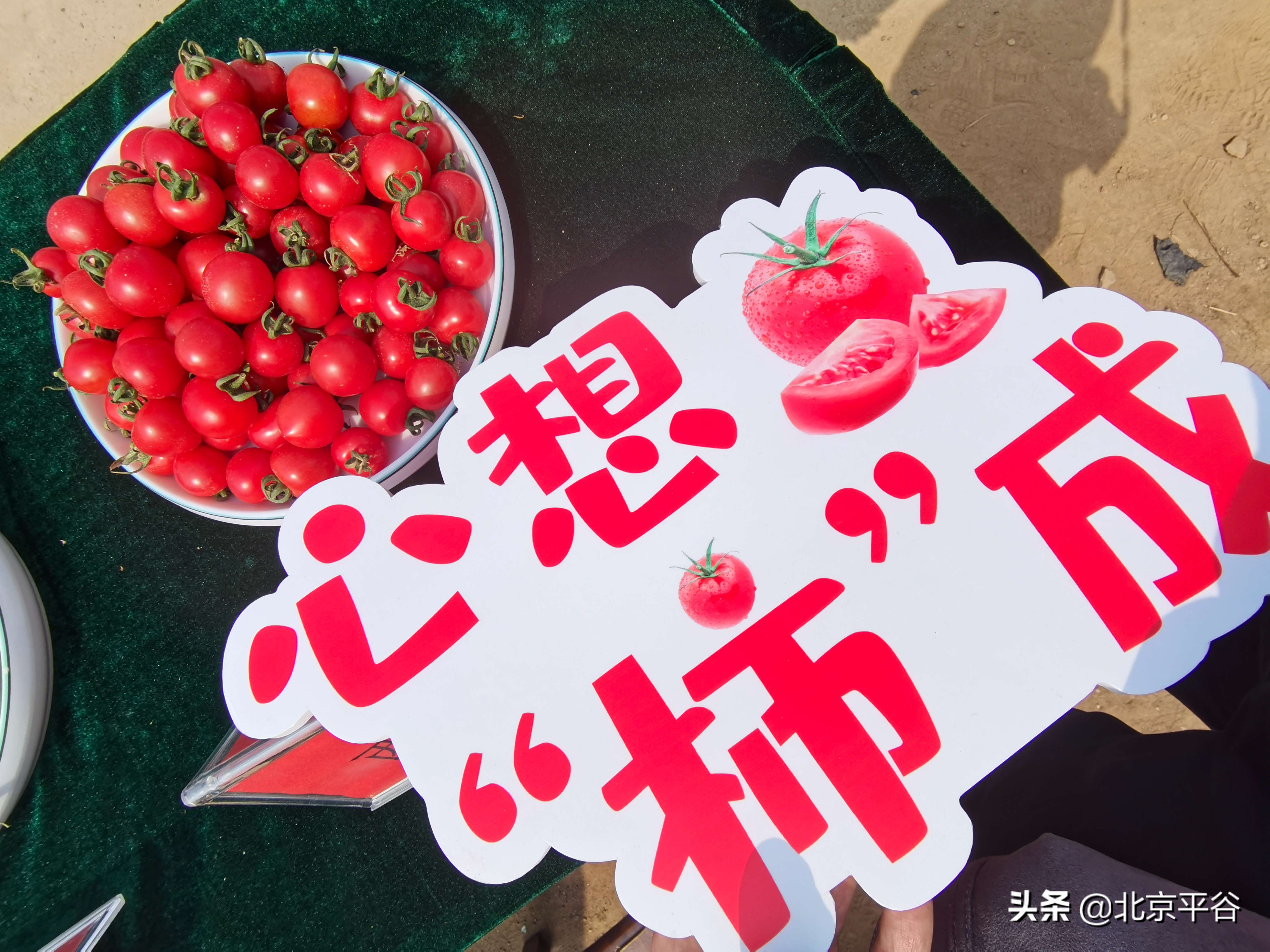 平谷东高村镇“互联网+蔬菜”启动仪式暨崔家庄第一届西红柿尝鲜季开幕