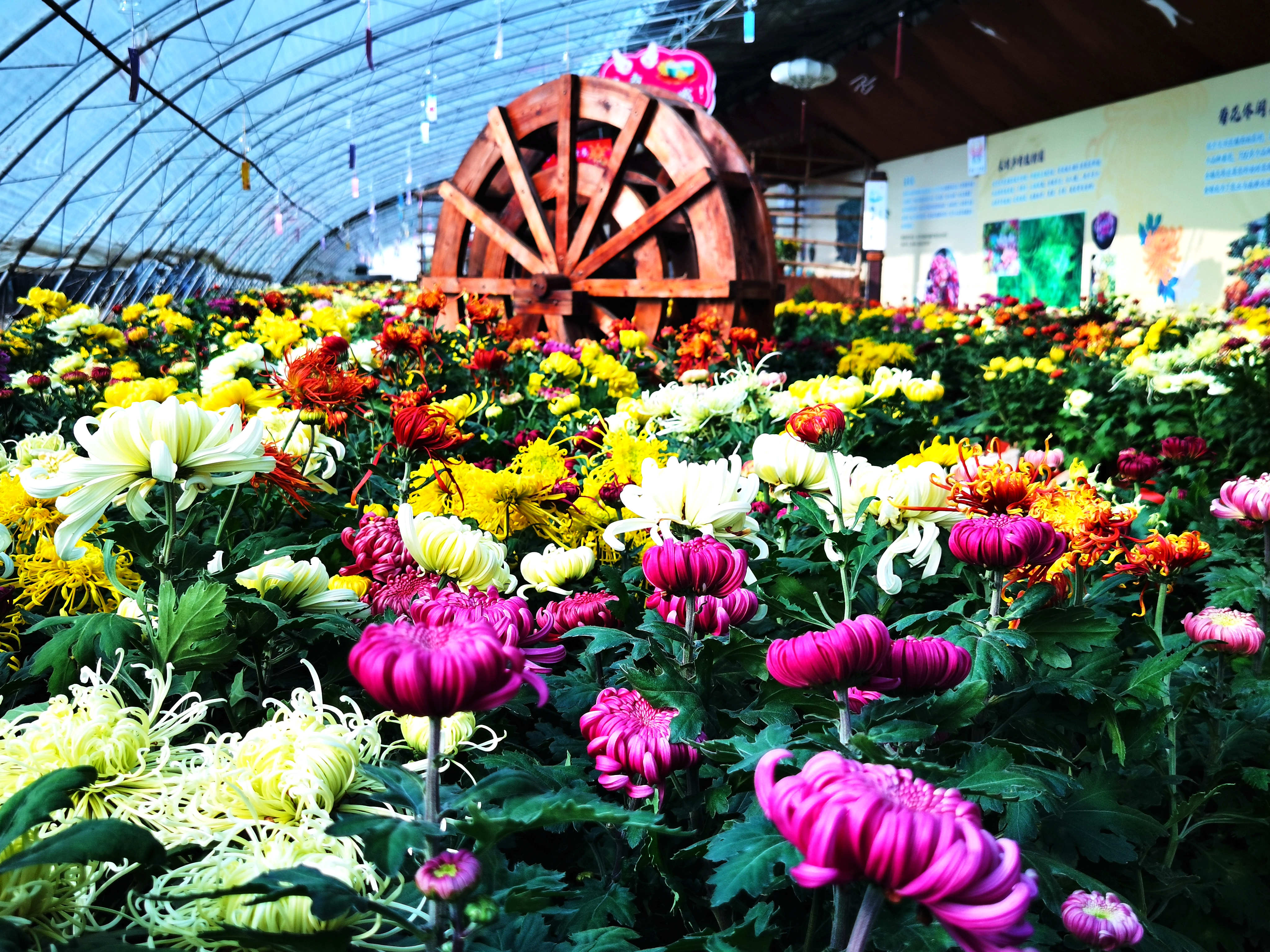 平谷区大兴庄镇迎来菊花季 300余亩食用菊花陆续上市