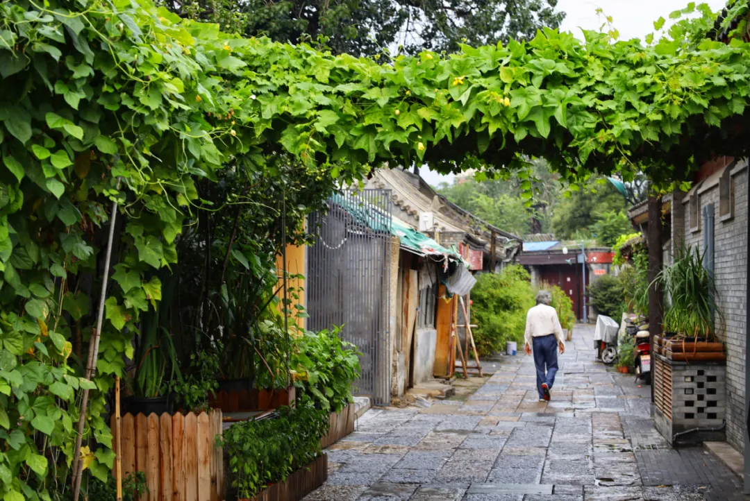 爱我东城 | 京味儿胡同里的“精致”生活