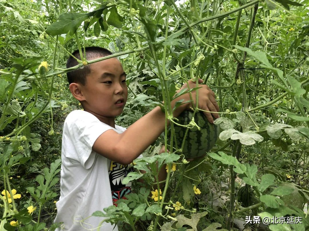 延庆不断推动区域休闲农业高质量发展，努力实现乡村振兴