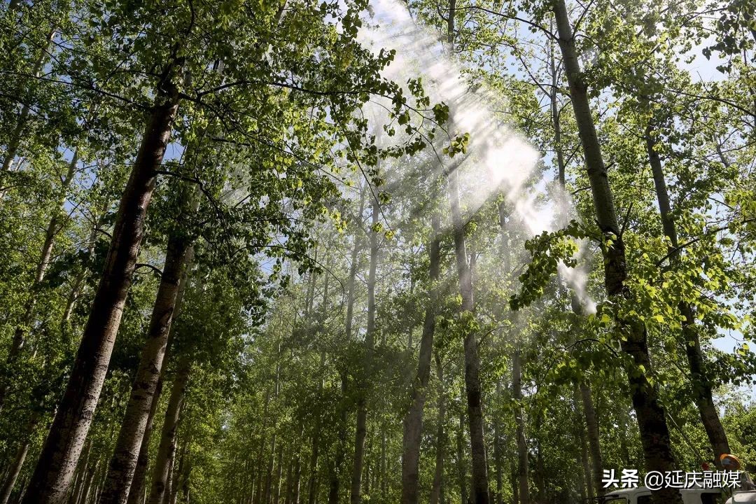 延庆区园林绿化局多措并举积极开展飞絮治理工作