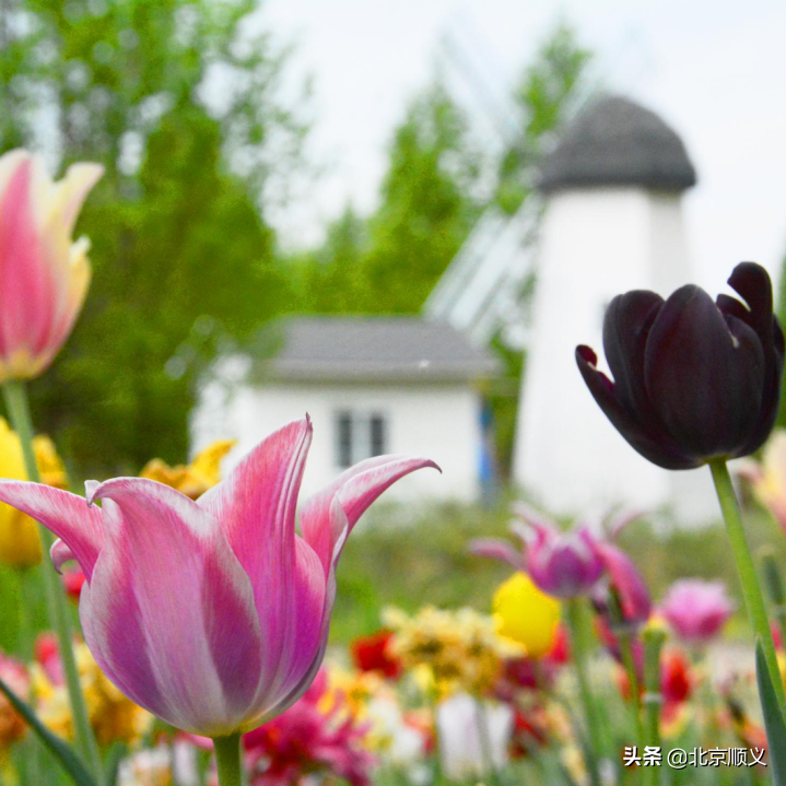 2022年北京郁金香文化节开幕，顺义融媒带您抢先看！