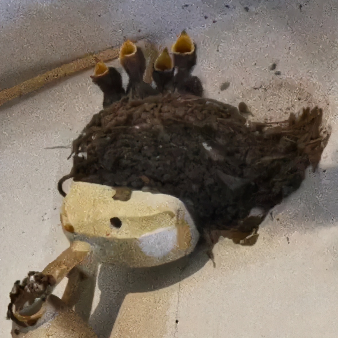 护“燕”成长，延迟拆违，这群城管有点儿暖！