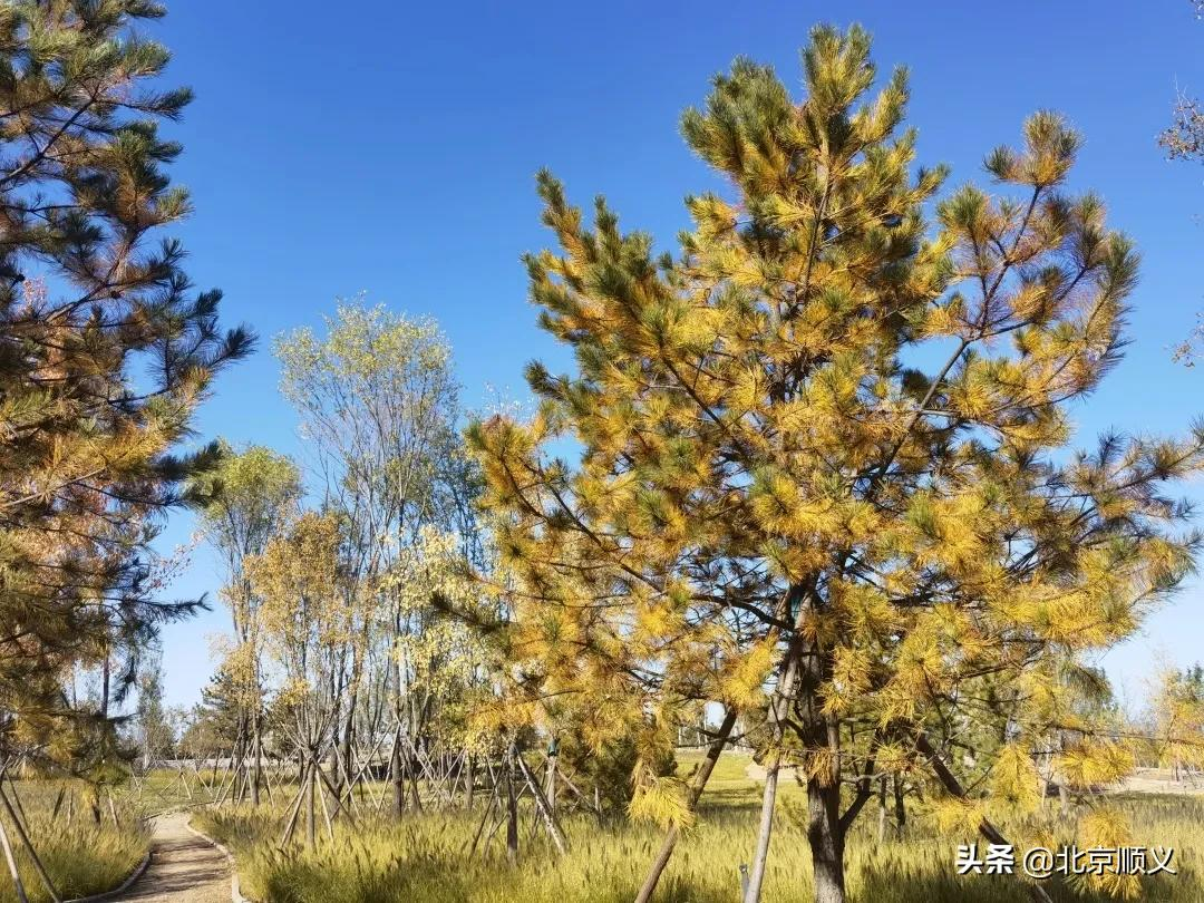 年底完工！温榆河公园顺义一期将打造“蓝绿交织、古今交融”的生态休闲空间~