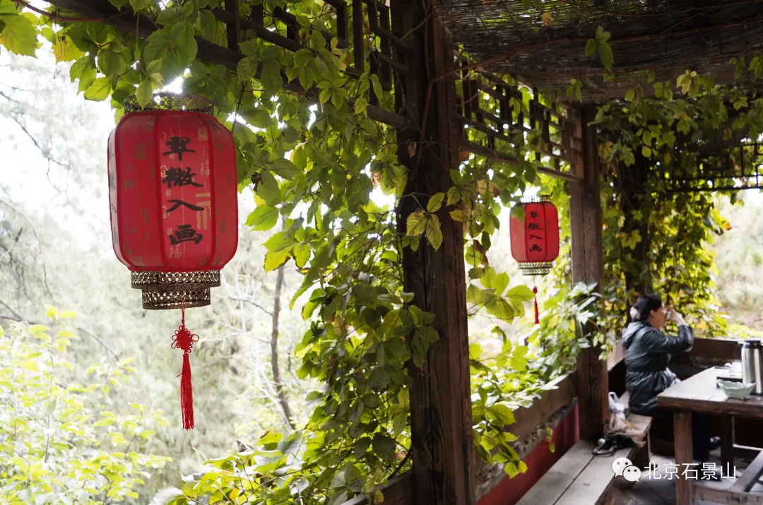 吃重阳糕、喝菊花酒、登高祈福……第四届北京重阳登高节在八大处公园开幕