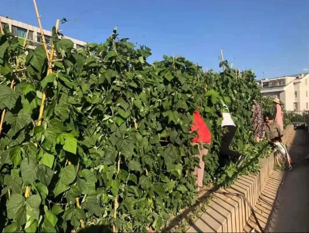 历时9个月，1247个微心愿，全部办结！