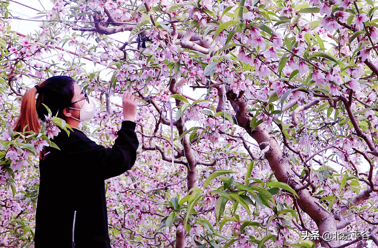 平谷温室桃花朵朵开 竞相绽放春意浓