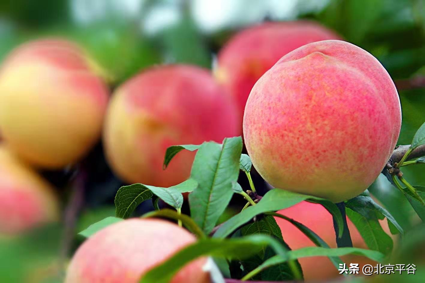 纵有订单滚滚来 平谷桃农偏要“三不摘”