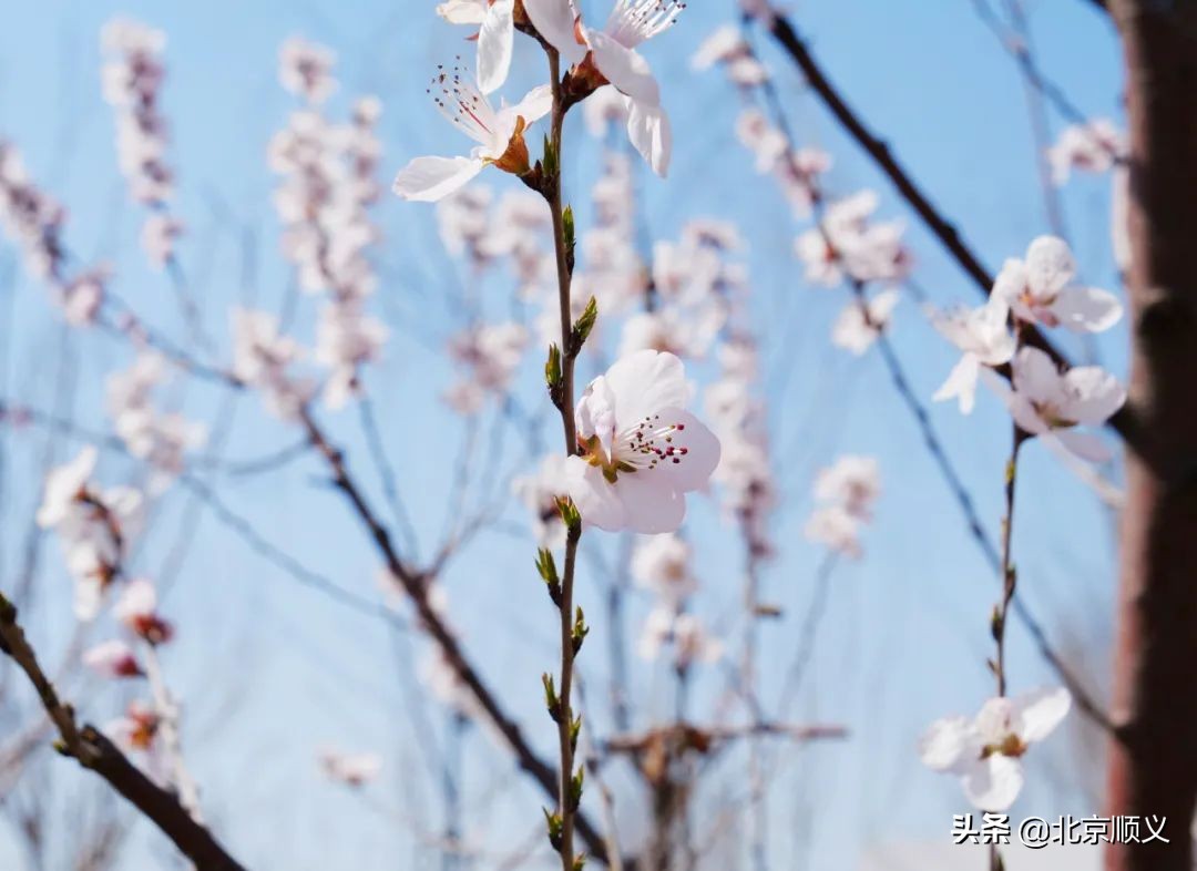 五月迎客！温榆河公园顺义一期即将开园~