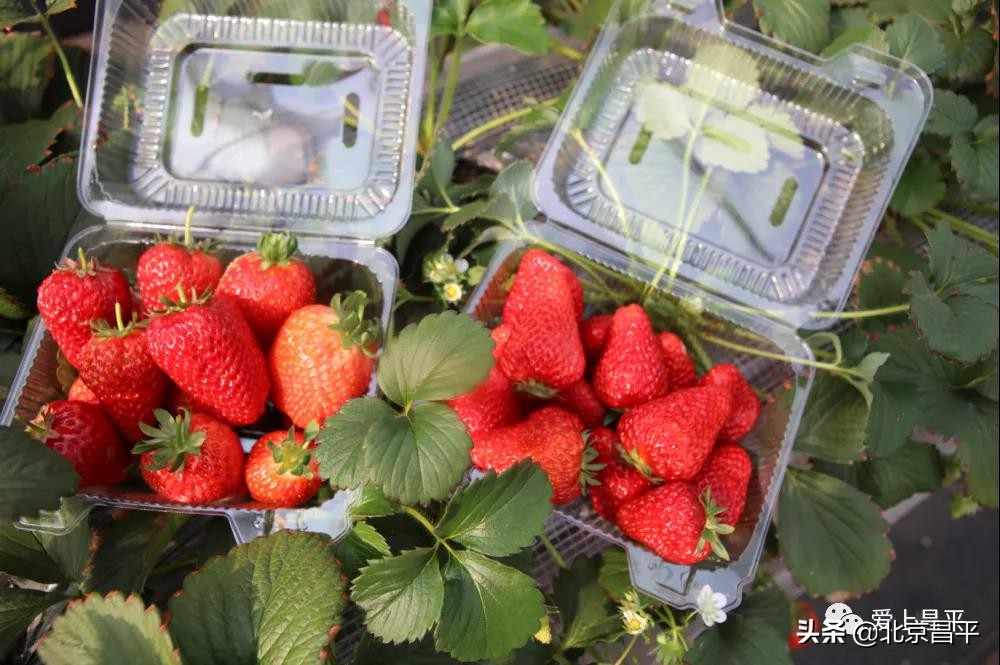 22条北京冰雪旅游精品线路出炉！昌平入选这两条线路