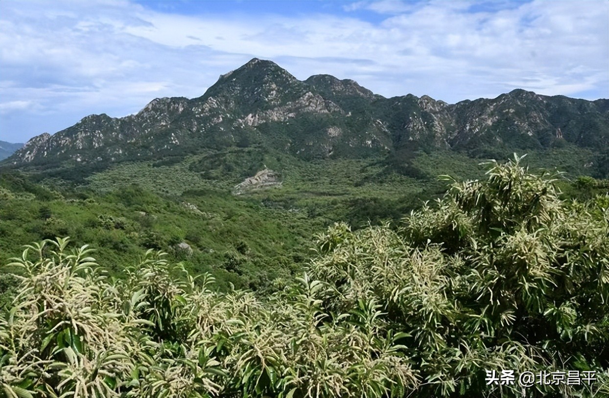 花香景美！昌平区延寿镇万亩板栗花开，香飘四野