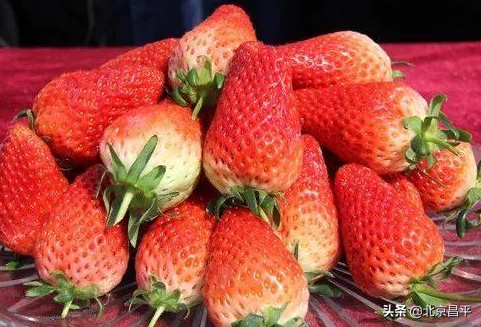 说说咱昌平的草莓，这些你都知道吗？