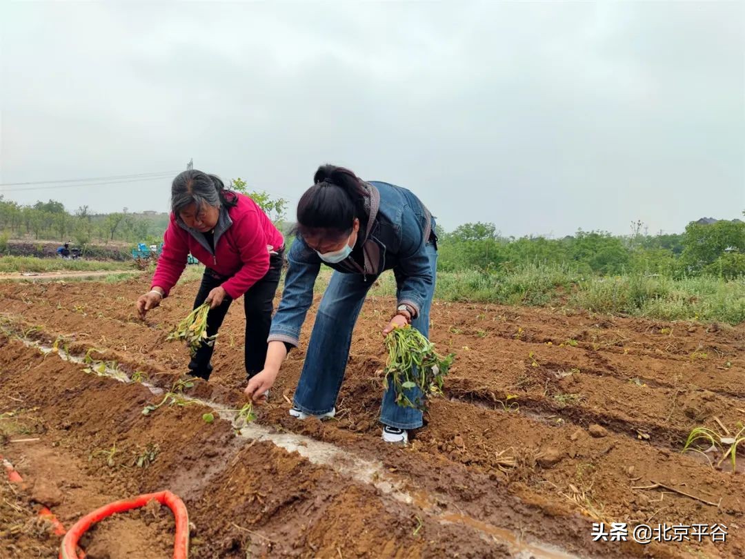 平谷区金海湖镇党建引领聚合力 复耕复种添动力
