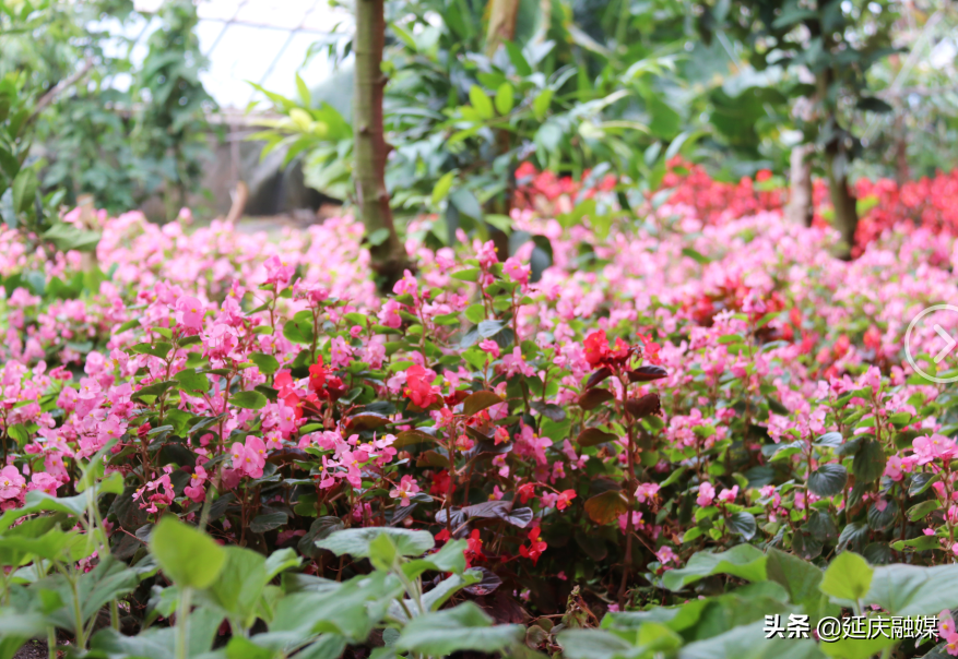 给你美艳暴击，延庆妫州牡丹园牡丹盛放！