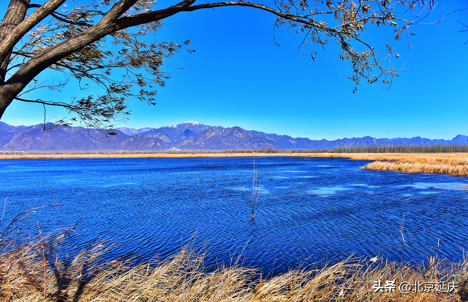 静谧清幽，生机勃勃~最美冬奥城延庆尽显冬日生态之美~