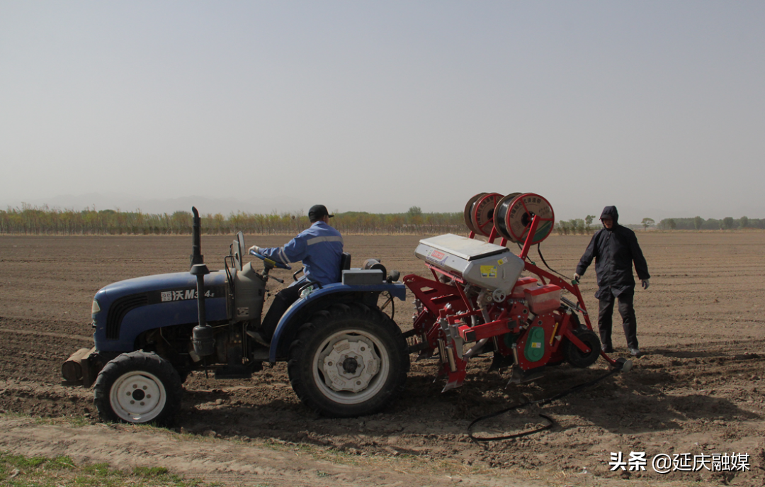 人勤春来早丨科技种植提效增产，延庆大田玉米保障北京“粮袋子”