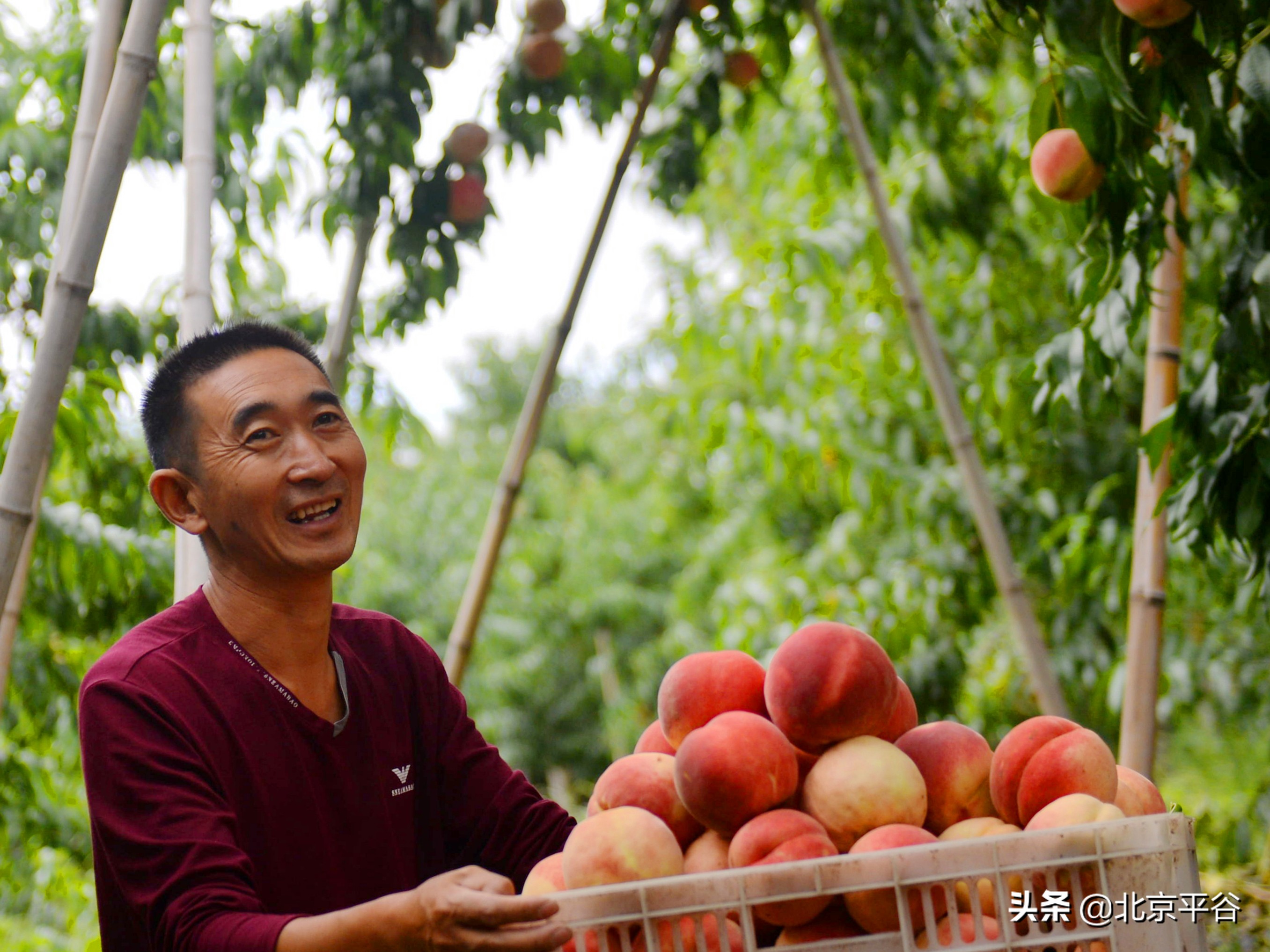平谷乡亲为国奉礼