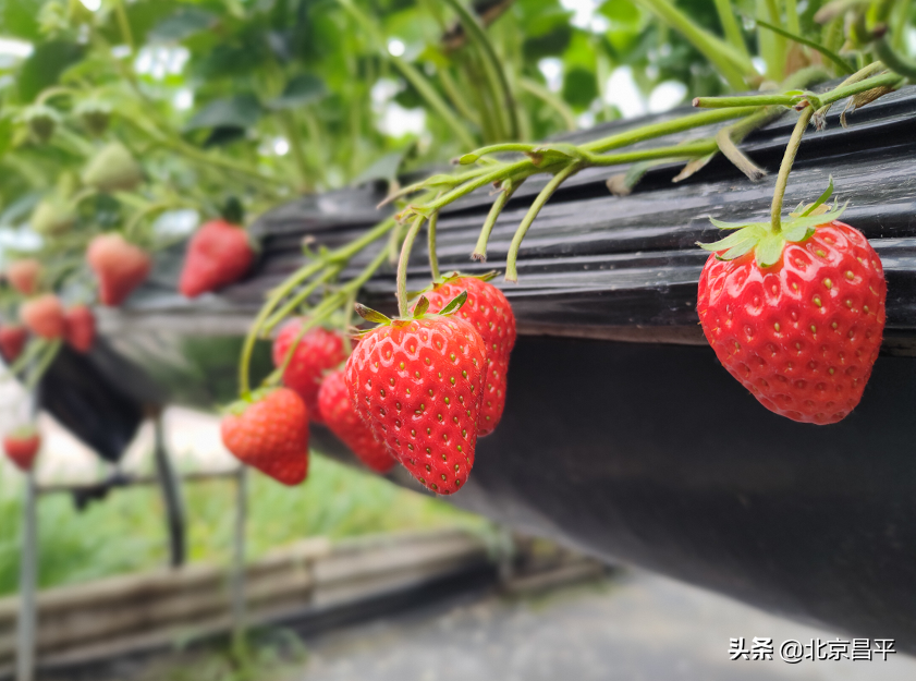 涨知识！农产品中的“三品一标”到底是什么？