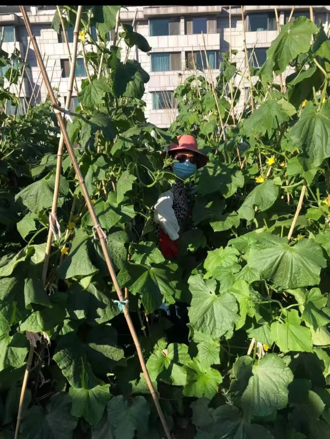 历时9个月，1247个微心愿，全部办结！