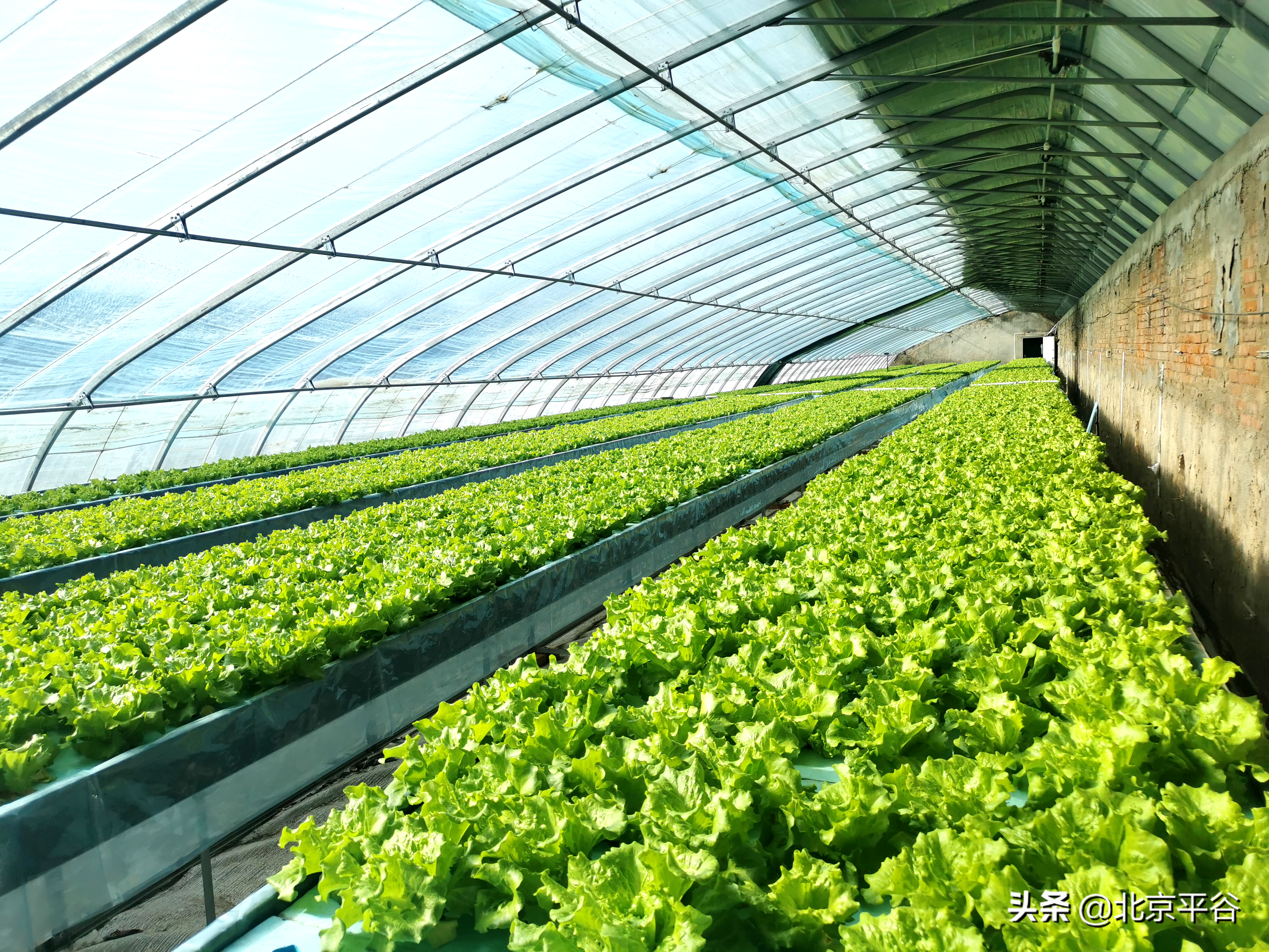 北京市平谷区探索可复制可推广智能种植模式
