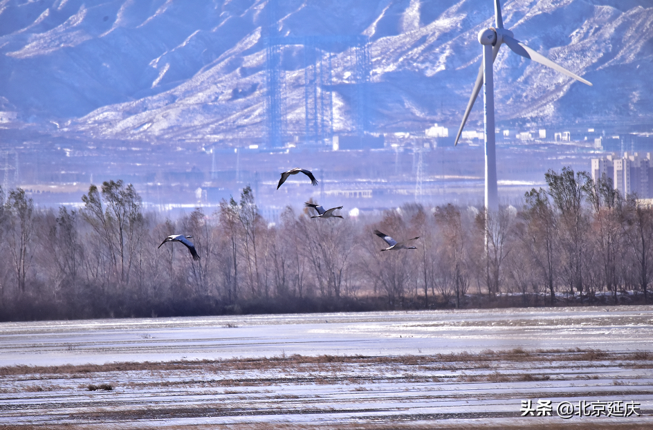 静谧清幽，生机勃勃~最美冬奥城延庆尽显冬日生态之美~